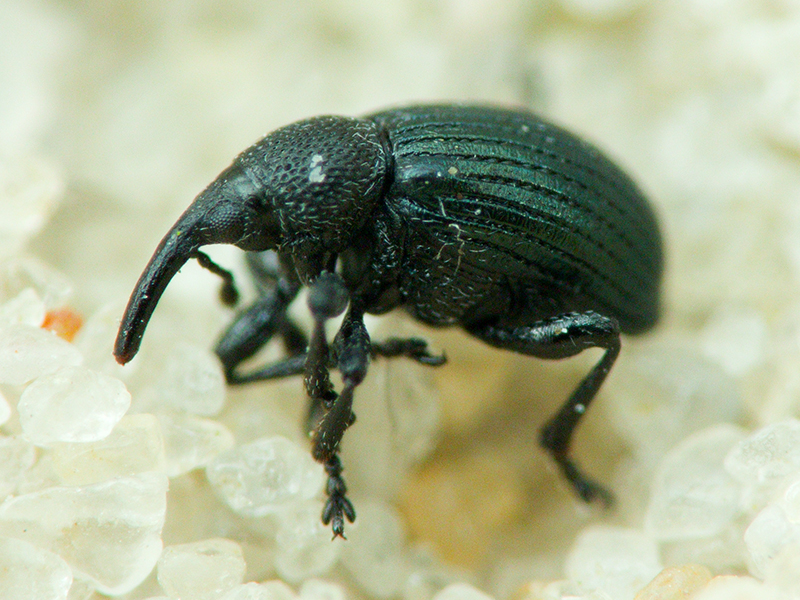 Apionidae Schönherr, 1823